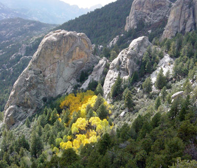 Aspen Trees