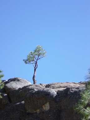 Lone Tree