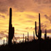 Cacti Sunset